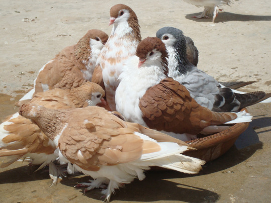 Aesthetic Birds 1