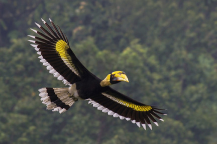 Aesthetic Birds 3