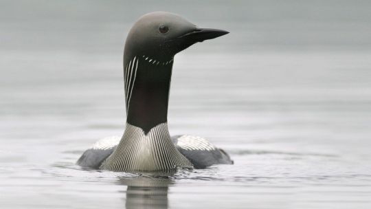 Aesthetic Birds 5