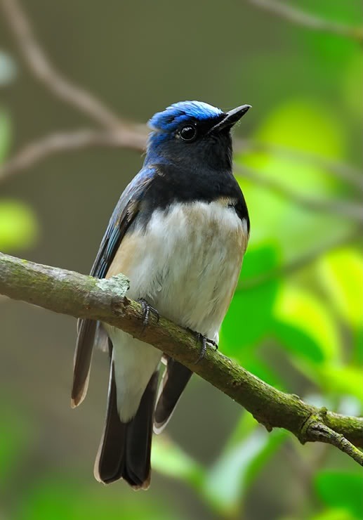Aesthetic Birds 8