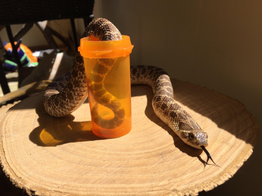 A Prescription for Snek