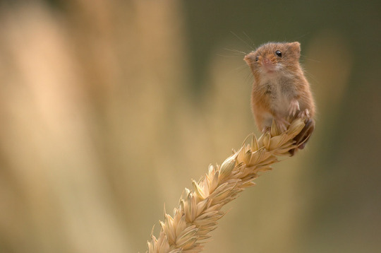 Harvest Mouse 1