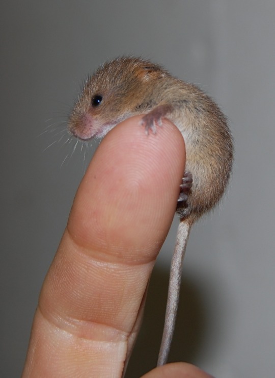 Harvest Mouse 10