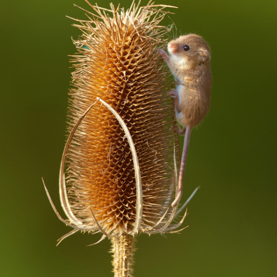 Harvest Mouse 11
