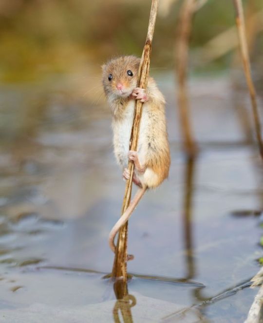 Harvest Mouse 12
