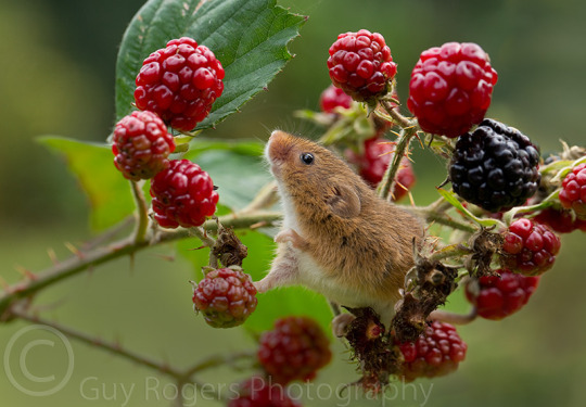 Harvest Mouse 13
