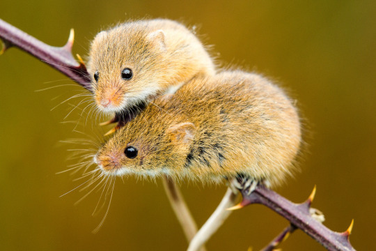 Harvest Mouse 14