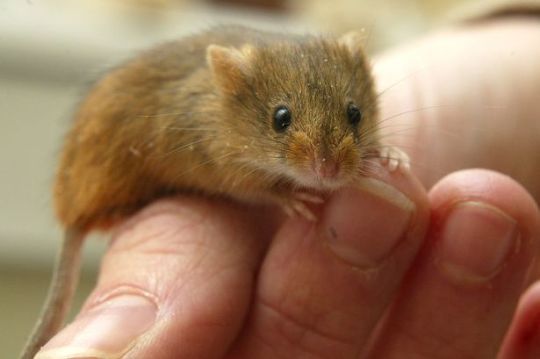 Harvest Mouse 2