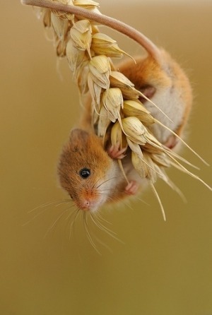 Harvest Mouse 3