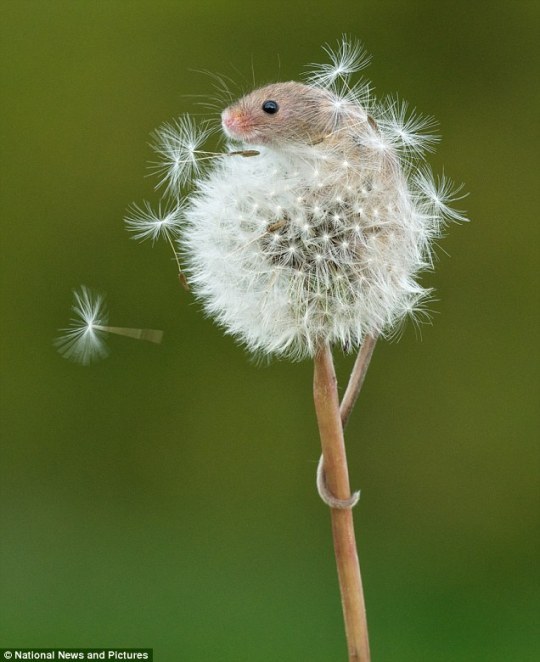 Harvest Mouse 4