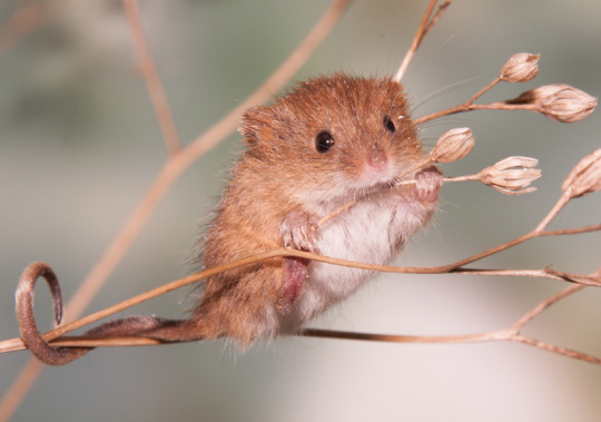 Harvest Mouse 5