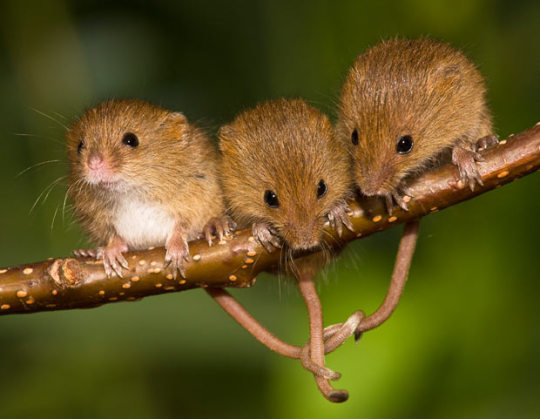 Harvest Mouse 6