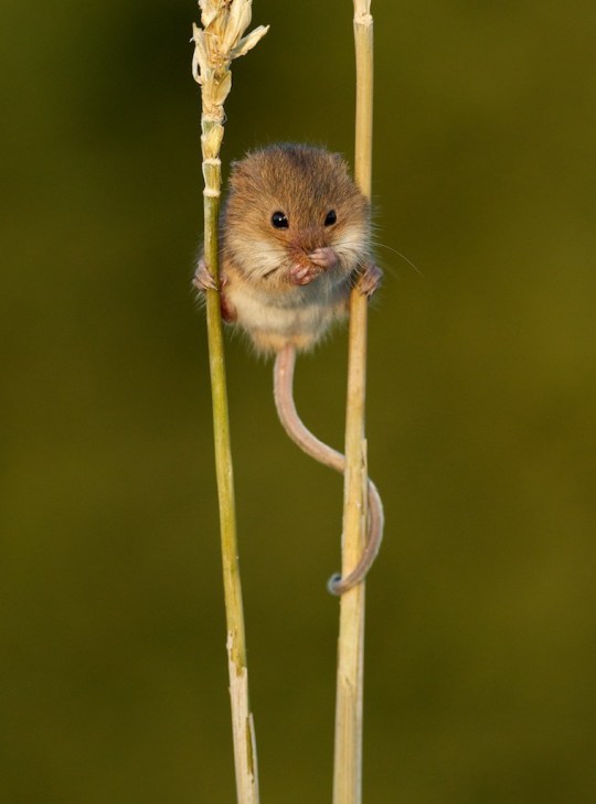 Harvest Mouse 7