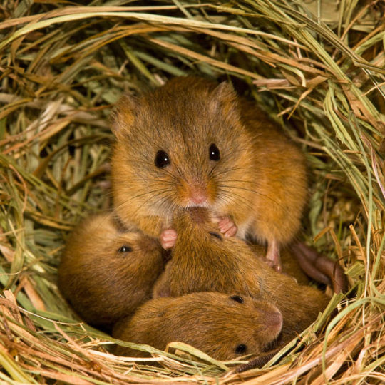 Harvest Mouse 8