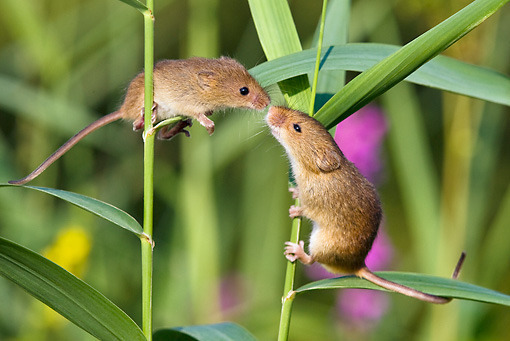Harvest Mouse 9