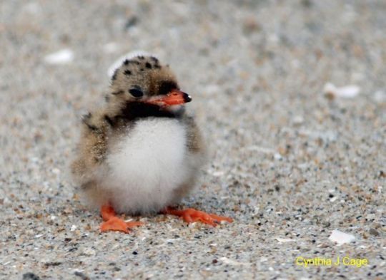 Puffling