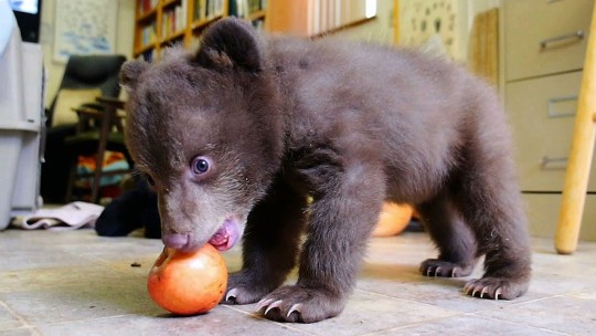 Small Bear Doing a Sport