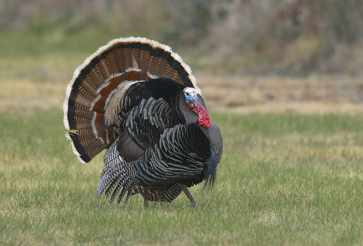 Turkey Whispering 1