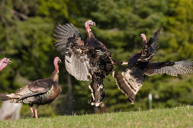 Turkey Whispering 2