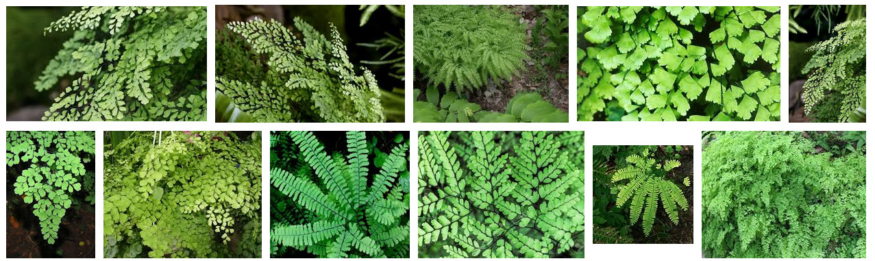 Maidenhair Ferns