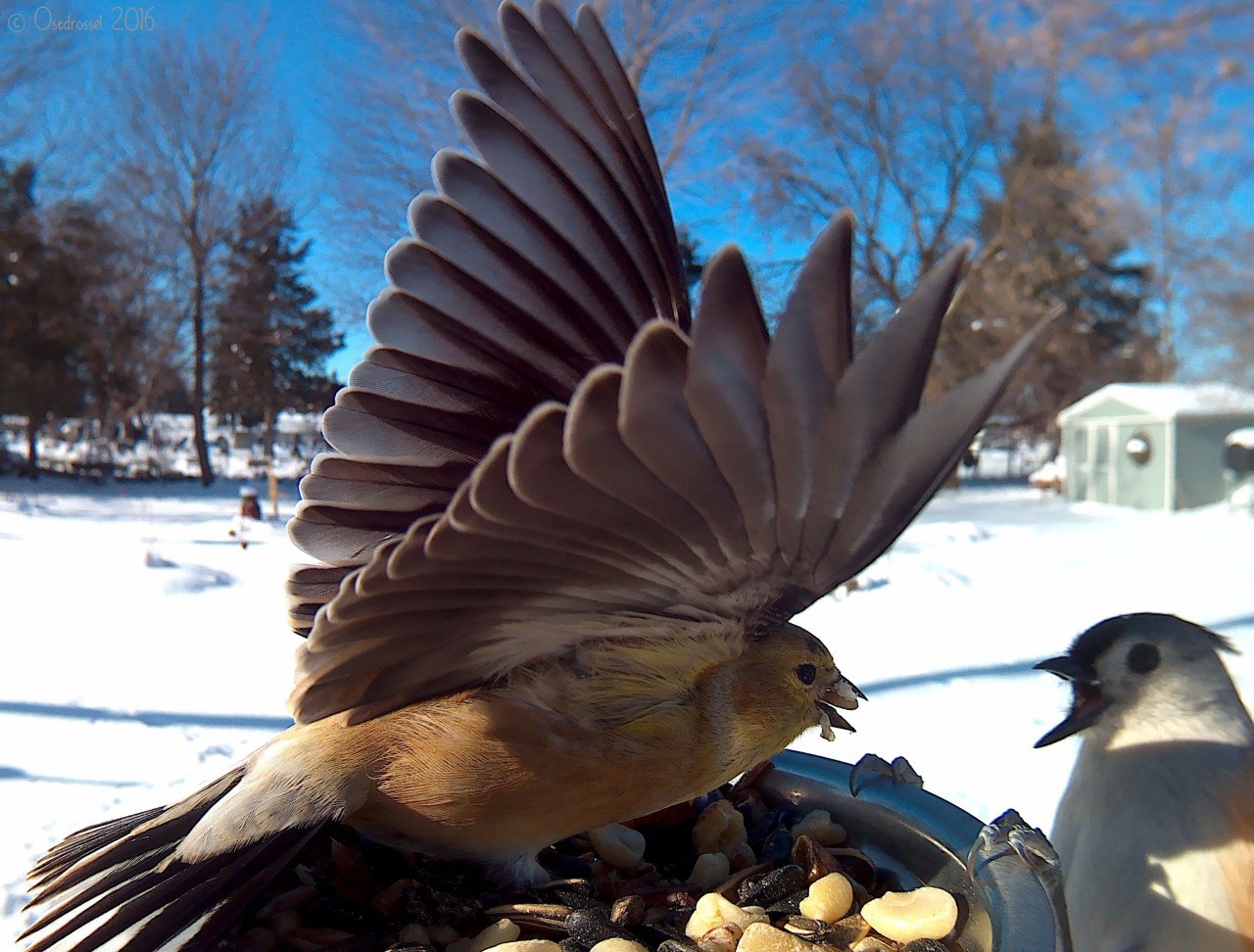 Bird Photo Booth 3
