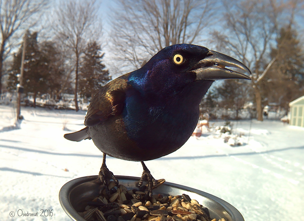 Bird Photo Booth 4