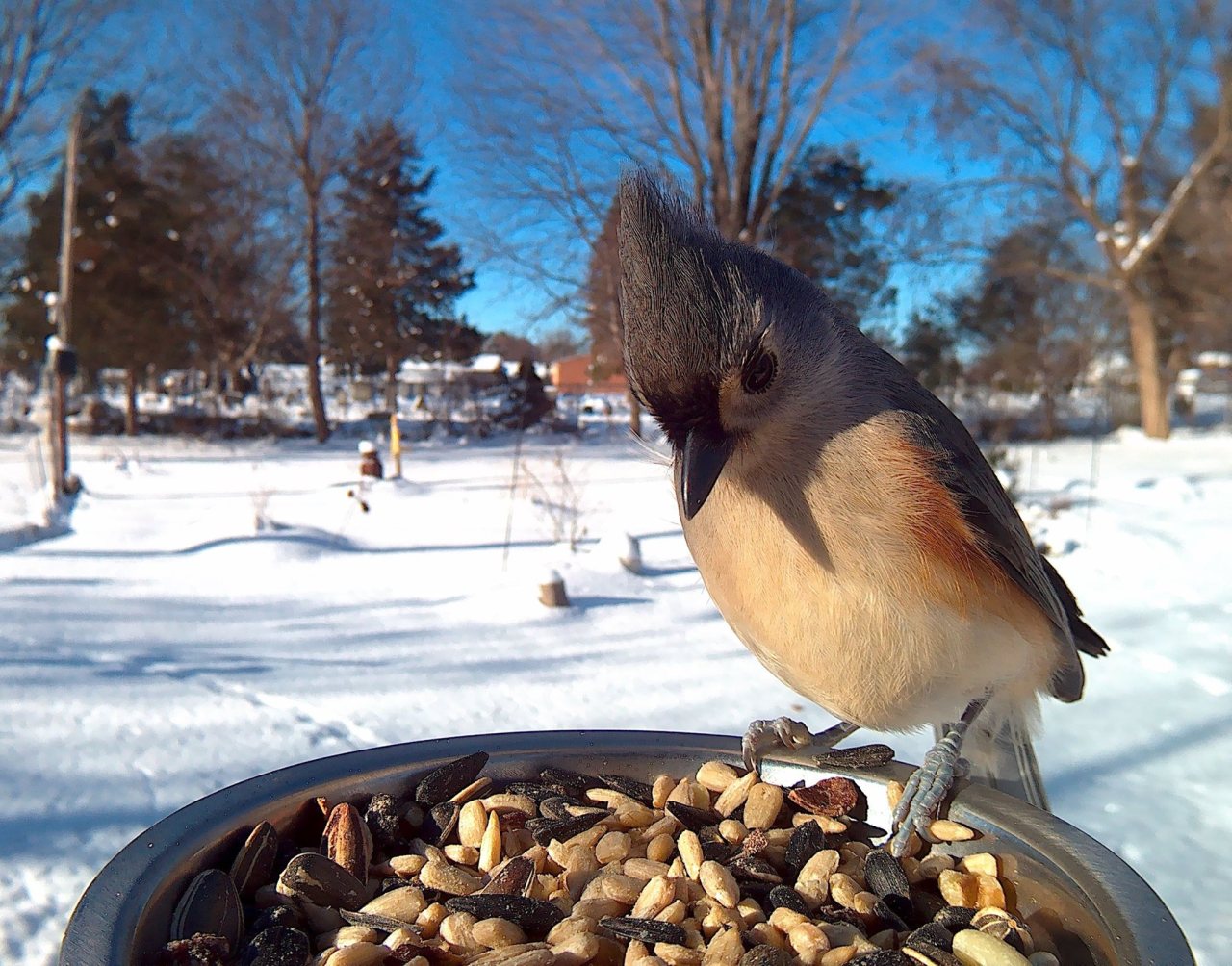 Bird Photo Booth 6