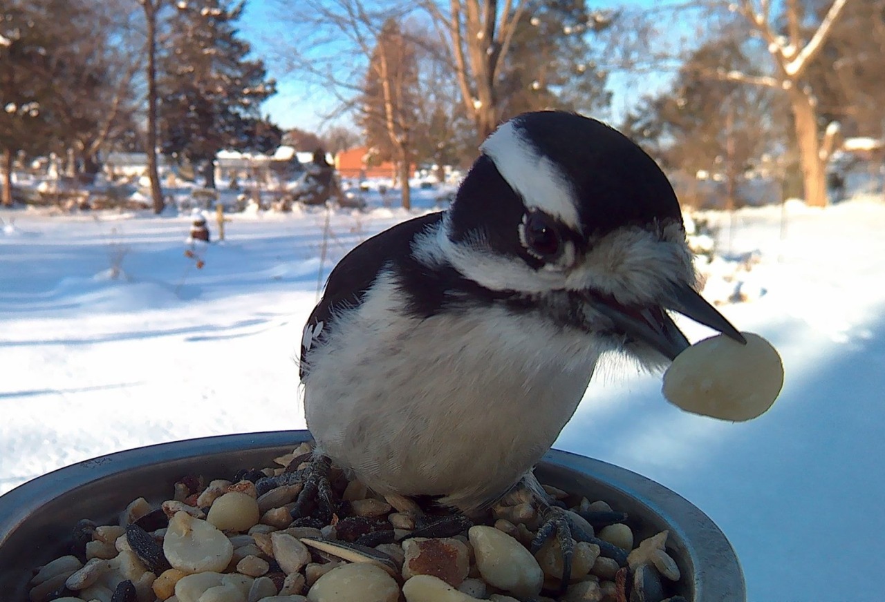 Bird Photo Booth 7