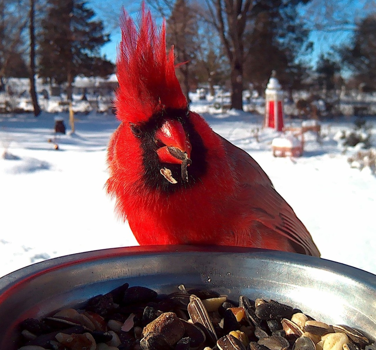Bird Photo Booth 8