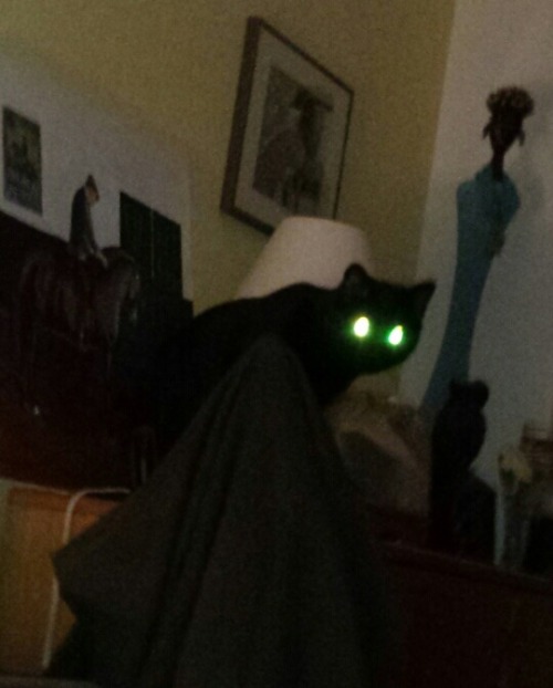 tumblr_pmuuiveoiy1s6ul8p_500